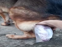 Big dog dick got jacked off by beastie gal